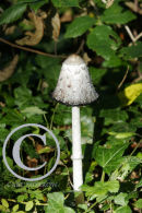 The Ink Cap Fungus